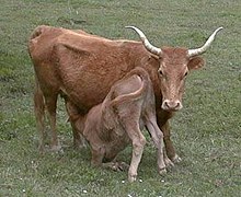 Photographie d'une vache de race Betizu.