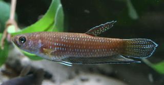 <i>Betta antoni</i> Species of fish