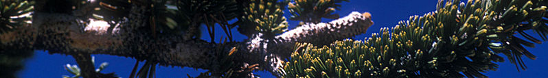 File:Big Pine banner.jpg