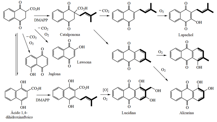 biosinteză a antrachinones și naphthinones shikimic.png