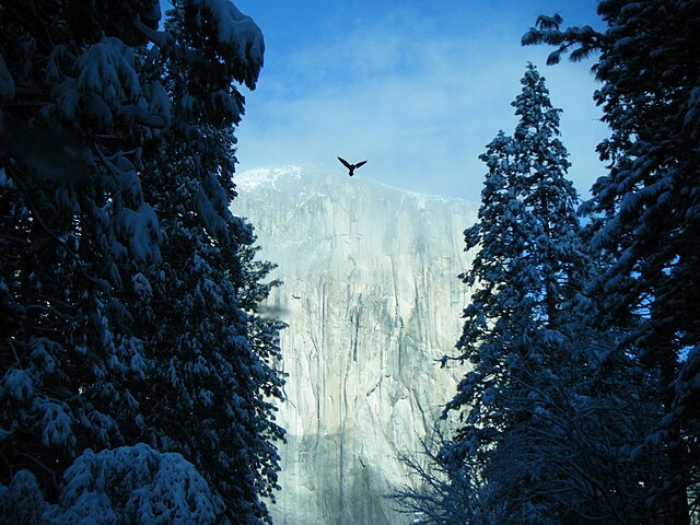 File:BirdApexYosemiteWinter.JPG