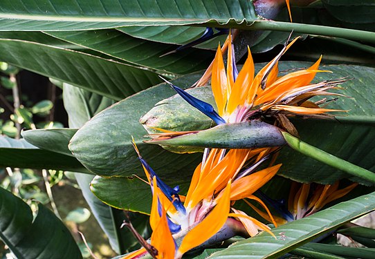 Bird of paradise at Brooklyn Botanic Garden