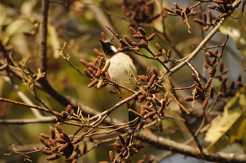 File:Birds in Sundarijal (12).JPG