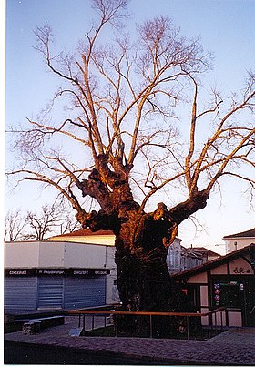 Le vieil orme de Biscarrosse en janvier 2005