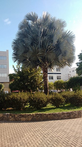 File:Bismarckia ou Palmeira Azul, na cidade de São Fidélis-RJ, na Praça Guilherme Tito de Azevedo.jpg