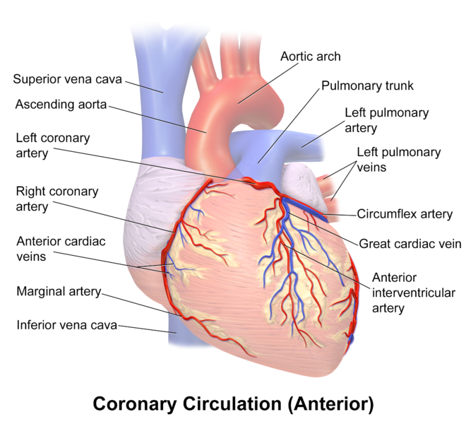 File:Blausen 0260 CoronaryVessels Anterior.png