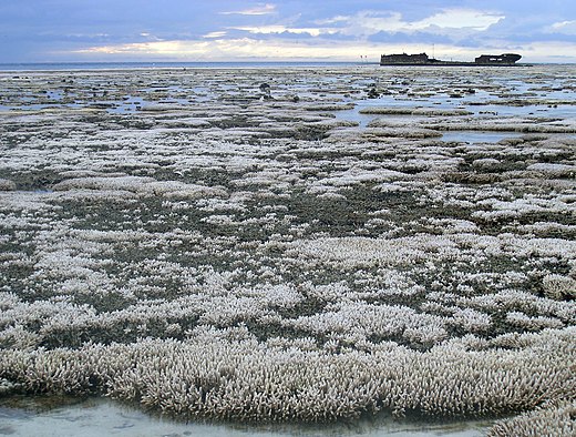A major coral bleaching event took place on this part of the Great Barrier Reef in Australia
