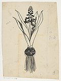 Miniatuur voor Bestand:Bloeiende hyacint met bol en wortels, RP-T-2015-41-3690.jpg