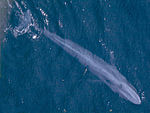 צילום אווירי של לווייתן כחול