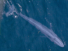 Aerial photograph of an adult blue whale showing its length