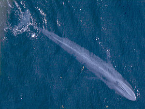 Baleine Bleue: Description, Écologie et comportement, Étymologie et dénomination