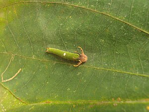 Blue nawab caterpillar.jpg