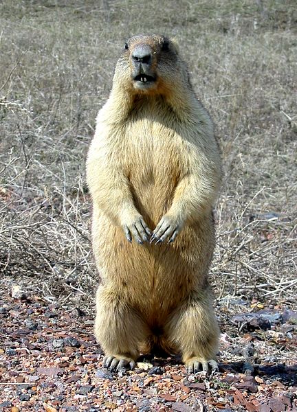 File:Bobak marmot - panoramio.jpg