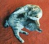 Bobtail Tabby Cat MISSI WITH BABY-1996.jpg