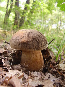 Boletus aereus Bull. 1789 Boletus aereusBG.JPG