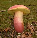 Miniatura para Boletus