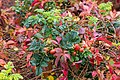 * Nomination Rose hips at Steernklipp dune, Borkum, Lower Saxony, Germany --XRay 04:43, 10 December 2020 (UTC) * Promotion  Support Good quality -- Johann Jaritz 04:52, 10 December 2020 (UTC)