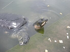 Тёмный трионикс (Nilssonia nigricans)