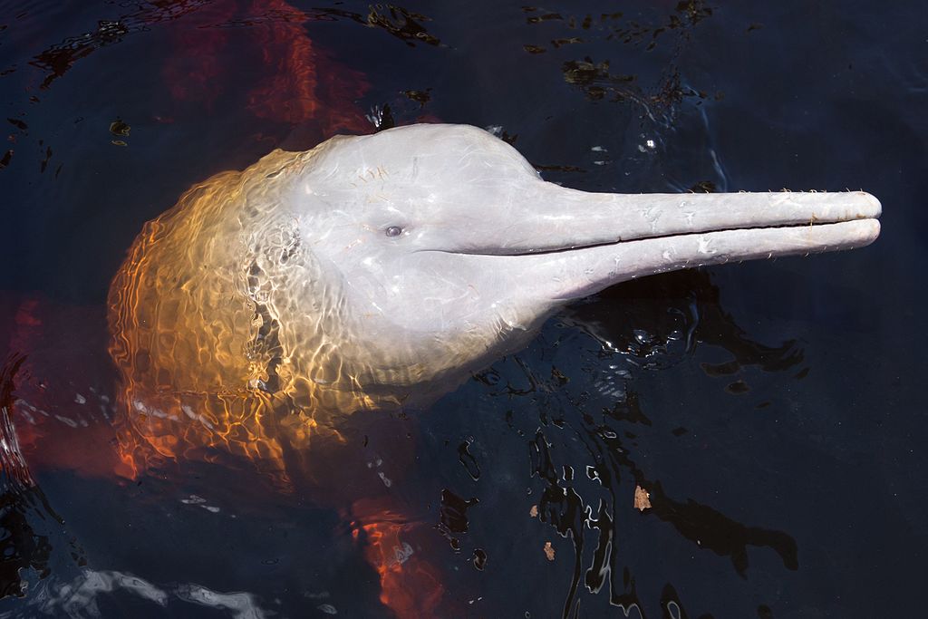 5 Amazon Pink River Dolphin Facts Aqua Expeditions