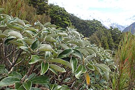 Brachyglottis rotundifolia