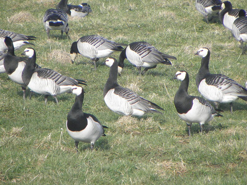 File:Branta leucopsis R.H. (22).jpg