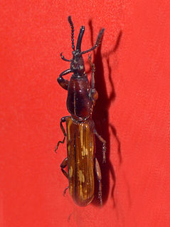 <i>Cephalobarus macrocephalus</i> Genus of beetles