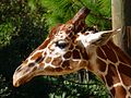 Thumbnail for File:Brevard Zoo, Viera FL - Flickr - Rusty Clark (83).jpg