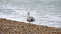 2013-09-10 16:43 A seagull on the beach at Brighton.