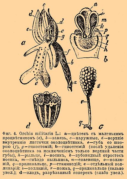 File:Brockhaus and Efron Encyclopedic Dictionary b43 224-2.jpg