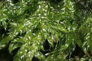 Sematophyllaceae Family of mosses