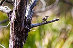 Thumbnail for File:Brown-headed nuthatch (40052573845).jpg