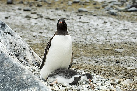 Gentoo -pingvin som vakar över en sovande brud på Brown Bluff