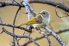 L. i. indistincta, NT Brown Honeyeater 0A2A0529.jpg