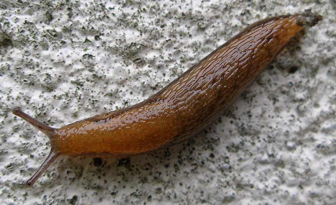 File:Brown snail closeup.jpg