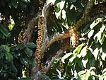 The tree with fruits