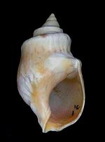 Buccinanops cochlidium