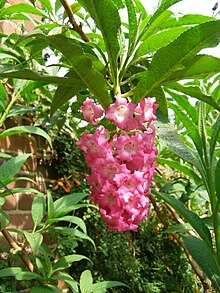 Buddleja colvilei 24 Mei 2008.jpg