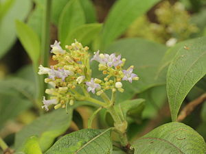 Buddleja incana-IMG 9172.JPG