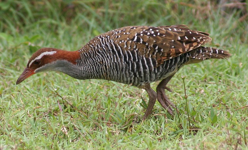 File:Buff-banded Rail Fafa Island.jpg