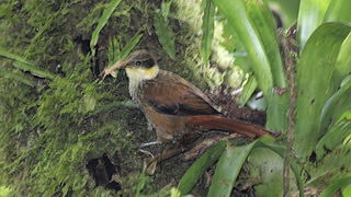 <span class="mw-page-title-main">Buffy tuftedcheek</span> Species of bird