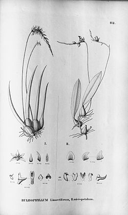 Bulbophyllum insectiferumer - Bulbophyllum cribbianum (as Bulbophyllum micropetalum) - Fl.Br. 
 3-5-112. jpg