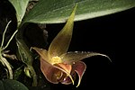 Thumbnail for Bulbophyllum translucidum