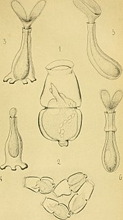 Folliculinidae family of protozoans
