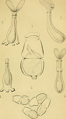 Bulletin biologique de la France et de la Belgique (1888) (19808354803).jpg