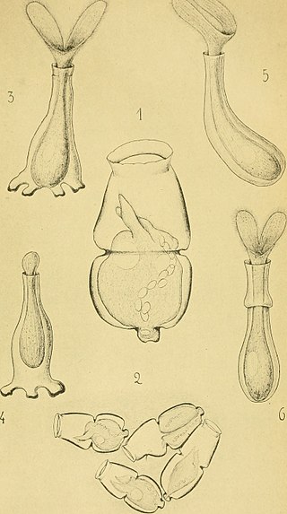 <span class="mw-page-title-main">Folliculinidae</span> Family of single-celled organisms