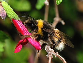 Bourdon terrestre (Bombus terrestris) butinant une sauge (Salvia sp.). (définition réelle 2 727 × 2 056)