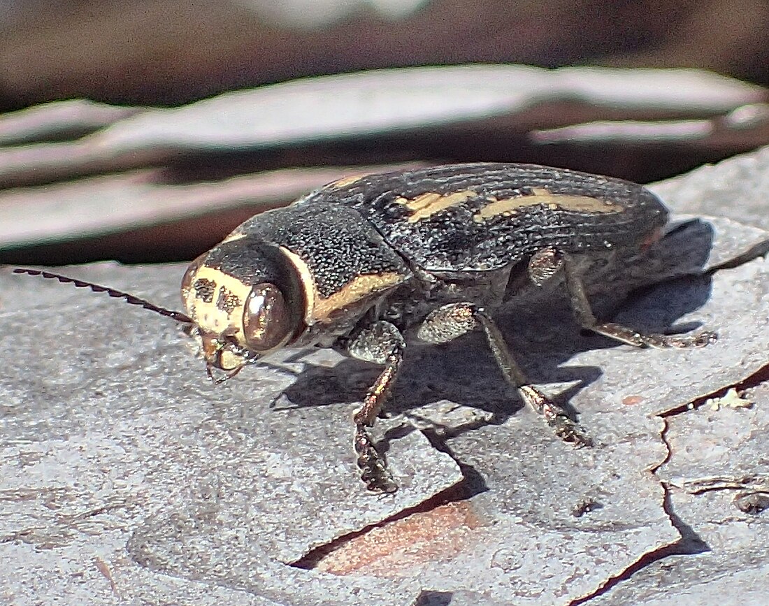 Buprestis dalmatina