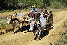 Withers yokes in use in Myanmar Burma07.jpg