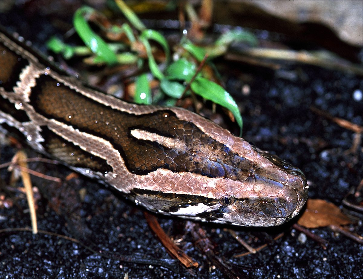 Python molurus bivittatus. Тигровый питон. Orthocephalus bivittatus. Черная мамба.