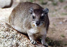 Bush Hyrax from Serengeti National Park, Tanzania. Fossilized dung middens from Hyrax species have contributed significant climate information for paleobiologists. Bush Hyrax Serengeti.jpg